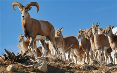 آغاز سرشماری حیات‌وحش لرستان